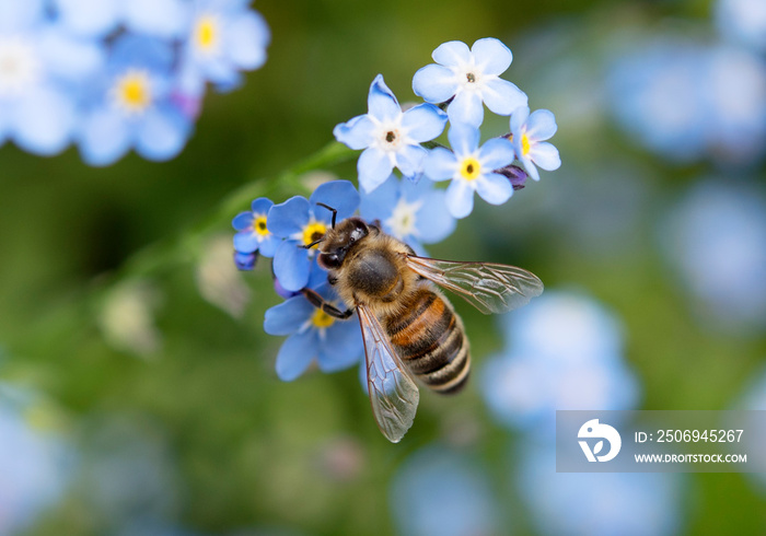 Biene bee Vergissmeinicht勿忘我Garten Blume 02