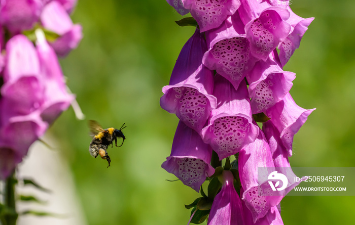 bumblebee flying around foxgloves (digitalis) flower