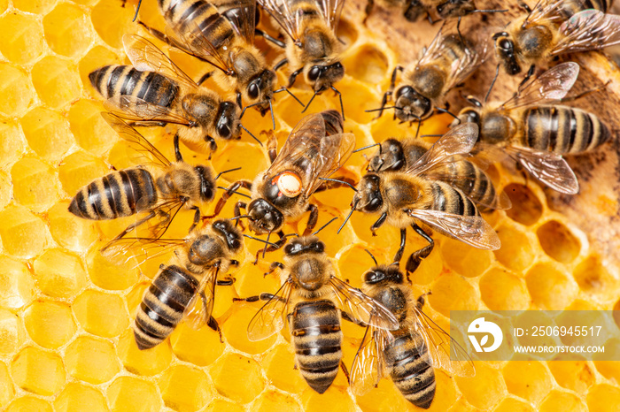 用圆点标记的女王（意大利蜜蜂）和她周围的蜜蜂工人——蜂群生活