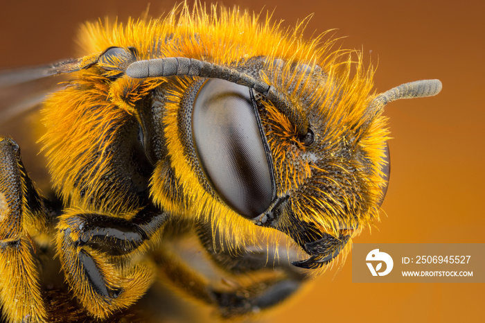 extreme close up of a bee head portrait