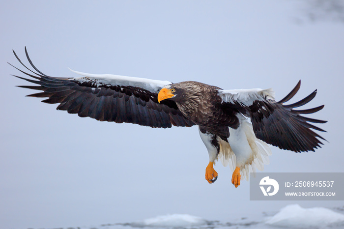 Stellers sea eagle flying over ice floe