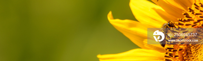 蜜蜂从向日葵中采集花蜜。