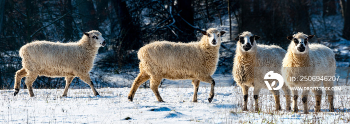 羊群（品种-瓦拉斯卡）在冬季关闭