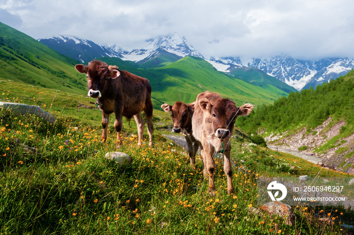 高加索山脉背面白雪皑皑的夏季牧场上的小牛