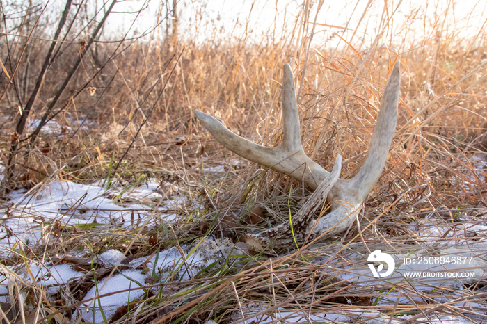 Whitetail shed in a field. Antler laying in the snow covered grass