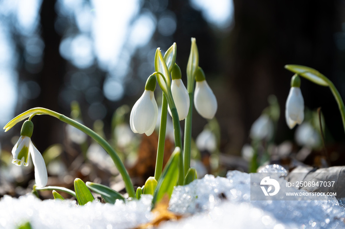 Flowers snowdrops in garden, sunlight. First beautiful snowdrops in spring. Common snowdrop blooming