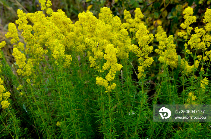 Blooming field of the Ladys or yellow Bedstraw (Galium verum)