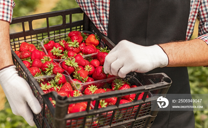种植户携带装有草莓的盒子