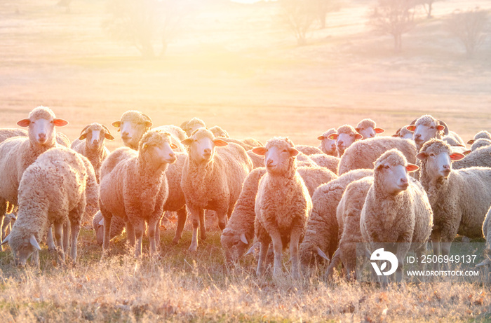 Flock of sheep at sunset