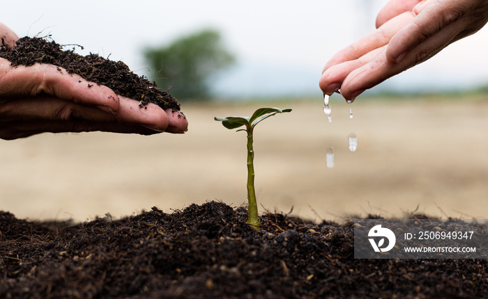 Men and women are planting trees and watering plants in fertile soil ready to grow into a large tree