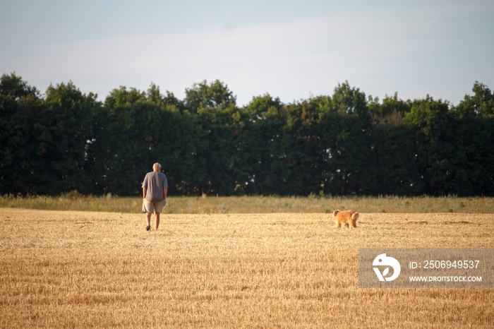 A man and a dog walk along a mowed field of wheat, a golden stubble after harvest.