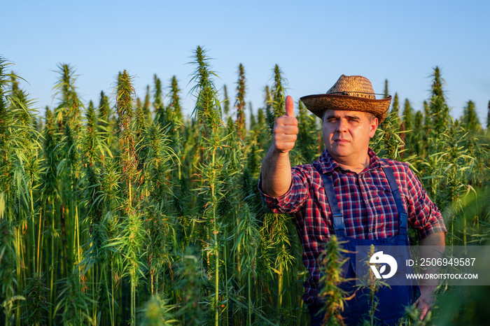 种植大麻并检查植物生长的农民。