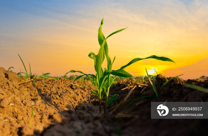 Maize seedling in the agricultural garden with the sunset