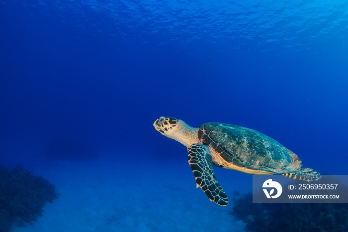 一只在加勒比海热带珊瑚礁系统的自然栖息地游泳的hawksbill乌龟