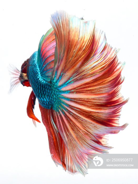 Halfmoon betta fish, siamese fighting fish, Capture moving of fish, Betta splendens