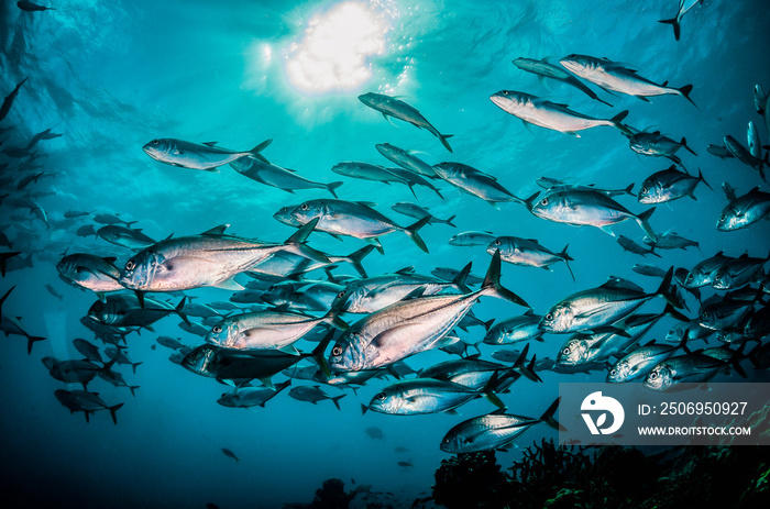 Underwater image of schooling fish in clear blue ocean