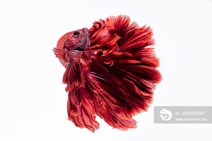 Red siamese fighting fish, betta fish isolated on white background.