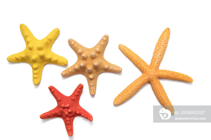 isolated starfish on a white background