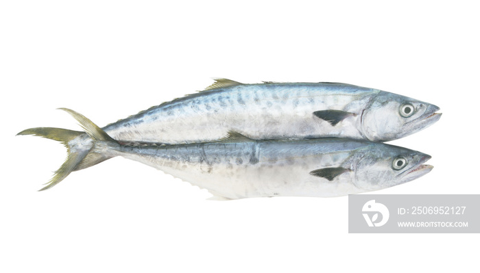 Two king mackerel fishes isolated on white background