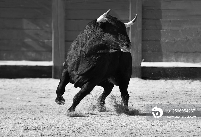 spanish black bull with big horns running on the show of bullfight in spain