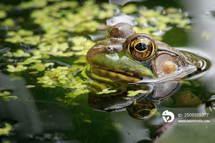 Bull frog at waterline, semi submerged in the  water