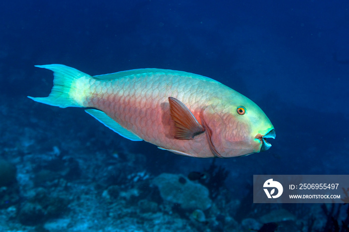 Sheephead Parrotfish，Scarus strongycephalus，雌性，马尔代夫