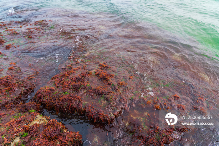 Big stone with red seaweed