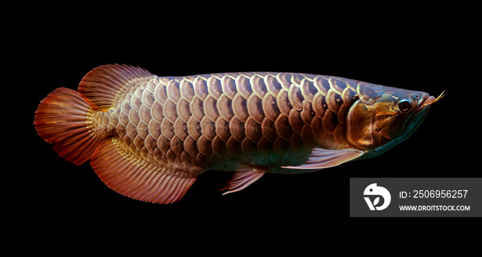 Asian Arowana fish on black background.