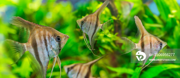 Angelfish Pterophyllum scalare