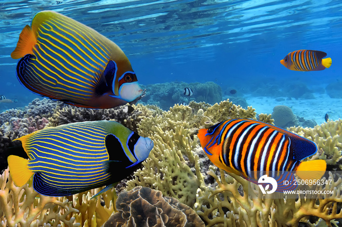 Colorful reef underwater landscape with fishes and corals