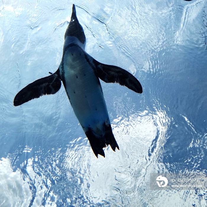 ケープペンギン　サンシャイン水族館