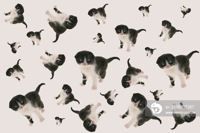 cat pattern.Black-white kitten set on a  beige background.Seamless pattern with cute  cats.Little ki