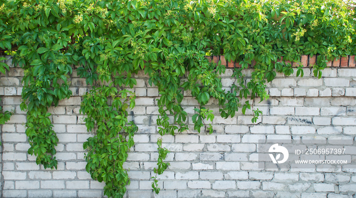 Green ivy covered wall as background image