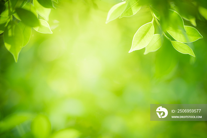 Nature of green leaf in garden at summer. Natural green leaves plants using as spring background cov