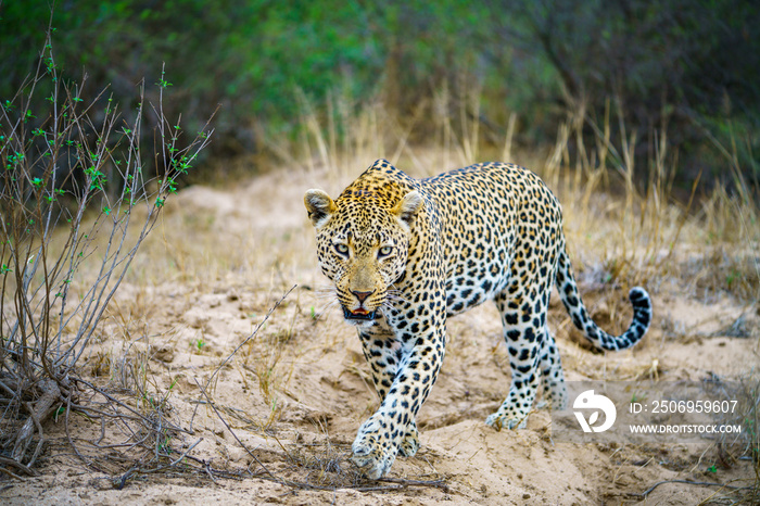 南非姆普马兰加克鲁格国家公园的豹子