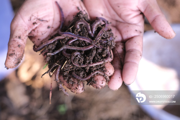 手上有蠕虫用于自制蠕虫堆肥，蠕虫堆肥是一种转化为家庭植物基地的方法