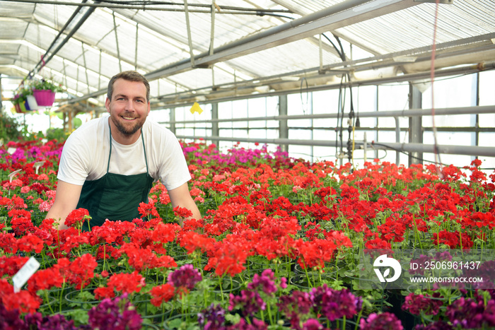 快乐的工人在花店的温室里种花