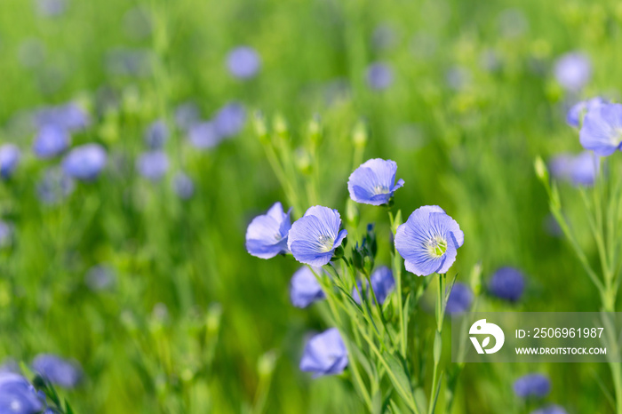 flax field with blue flowers