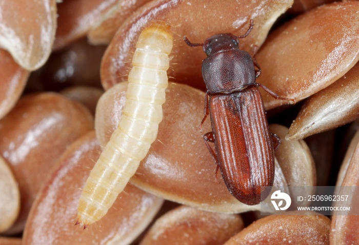混淆粉甲虫Tribolium confuseum的幼虫和甲虫被称为亚麻种子上的粉甲虫。