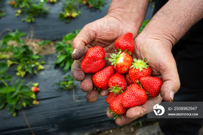 Organic, fresh fruit strawberry Field (Emiralem / Izmir / Turkey)