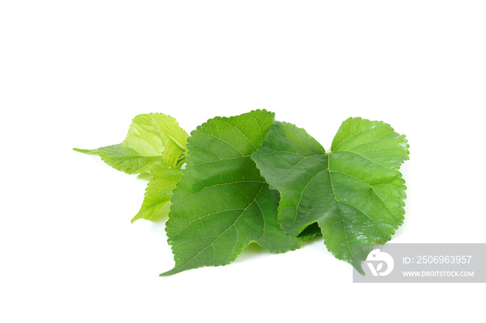 Mulberry fruit leaves isolated on white background