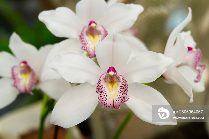 Cattleya labiata, also known as the crimson cattleya or ruby-lipped cattleya, is the type species of