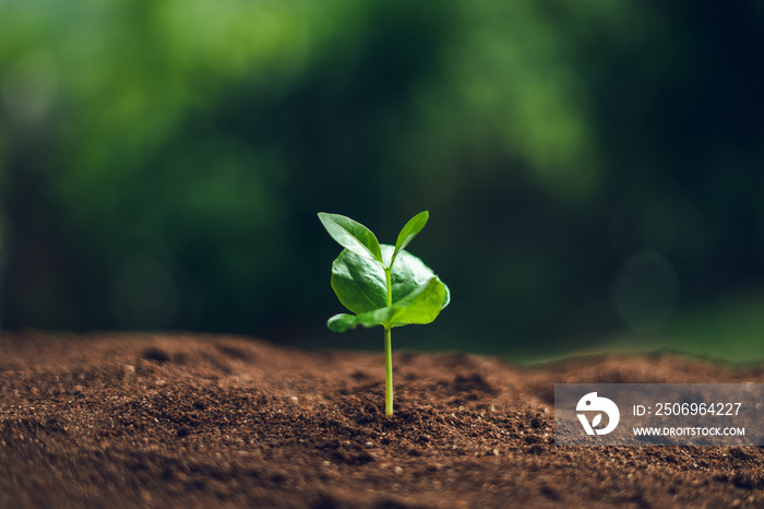 Coffee tree Coffee seedlings Sprouting In nature