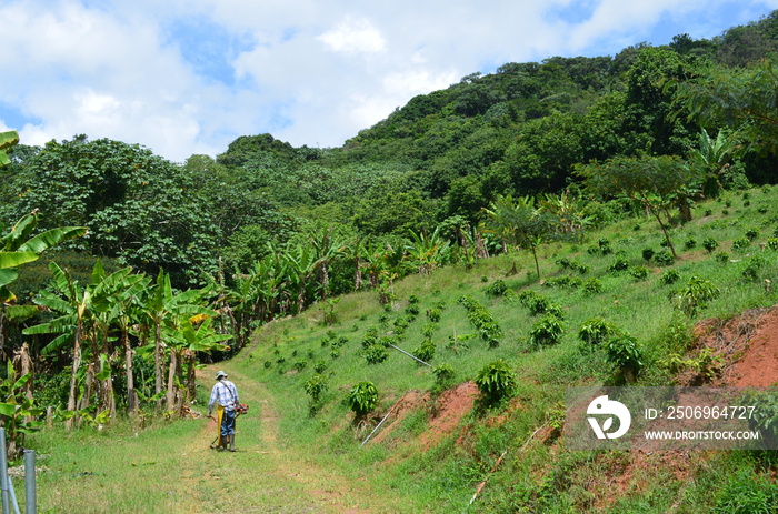 波多黎各农民使用有机除草剂。在波多黎各的咖啡农场修剪杂草。Mount