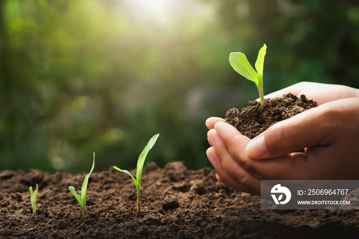 hand holding young corn for planting in garden with sunrise background