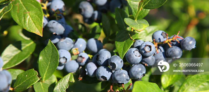 Reife und saftige Heidelbeeren