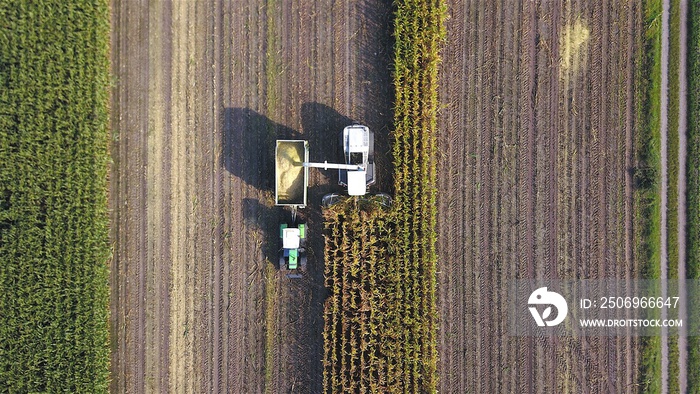 Maishäcksler / Feldhäcksler und Traktor mit Anhänger bei der Ernte von Mais auf einem Maisacker, Lan