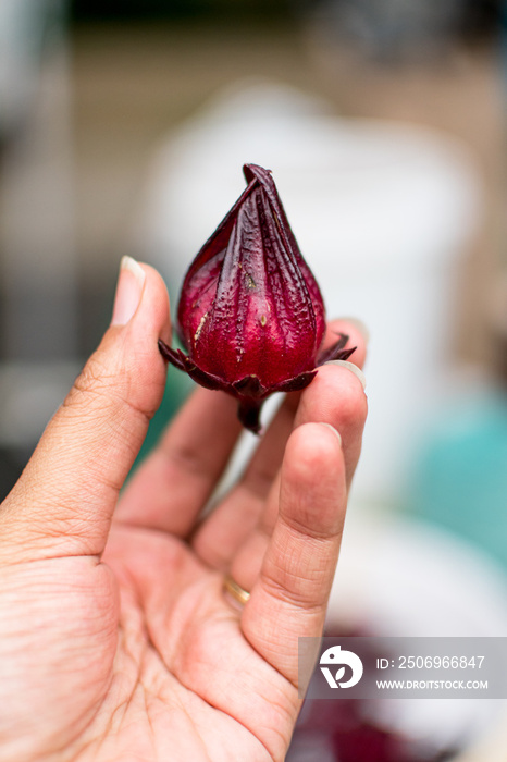 African American woman, Black womans hands holding fresh hibiscus piece at the farmers market