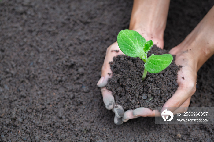 Human hands holding fertile soil and young tree, Planting trees to reduce global warming, environmen