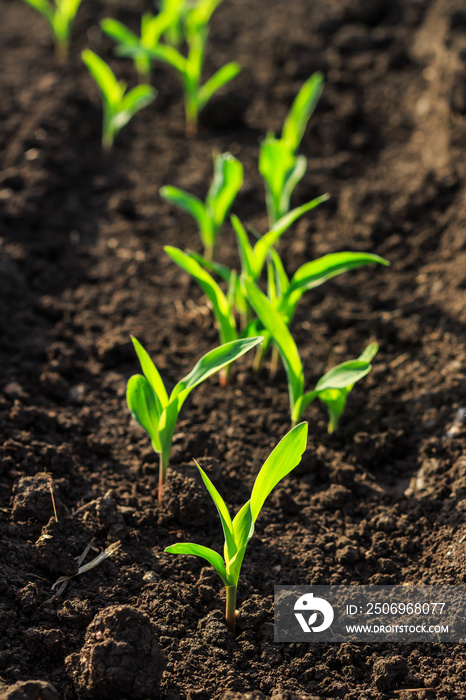 Growing Young Green Corn Seedling Sprouts in Cultivated Agricultural Farm Field